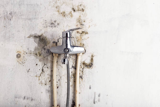 Best Post-Flood Mold Remediation in Clintondale, NY