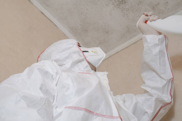 Best White Mold Remediation in Clintondale, NY