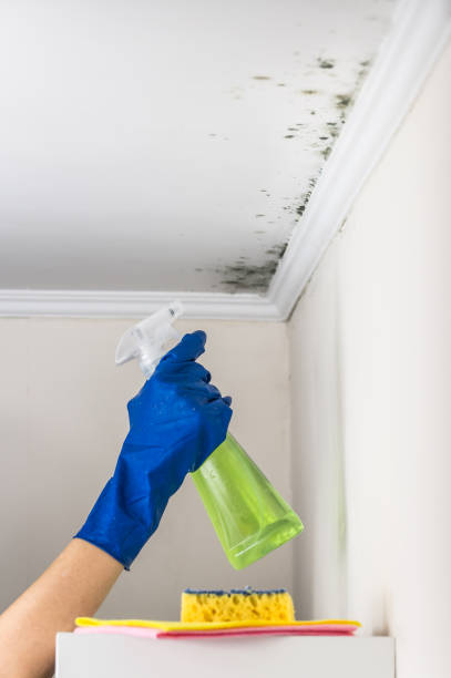 Best Insurance-Related Mold Remediation in Clintondale, NY