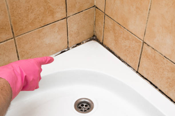 Best DIY Mold Remediation Support Services in Clintondale, NY