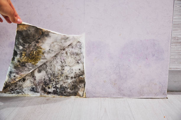 Best Localized Mold Remediation (e.g., coastal areas, humid climates) in Clintondale, NY